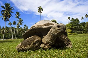 Images Dated 11th May 2009: Giant Tortoise on Fregate Island