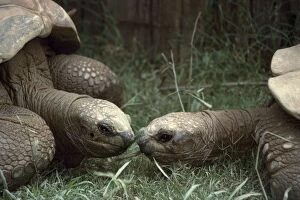 Images Dated 19th March 2010: Giant Tortoise - Galapagos