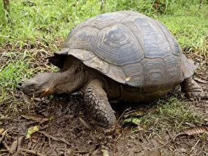 Images Dated 23rd September 2010: Giant Tortoise - Galapagos - Ecuador