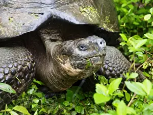 Giant Tortoise - Galapagos - Ecuador