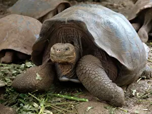 Tortoise Prints: Giant Tortoise - Galapagos - Ecuador