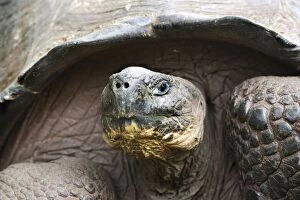 Images Dated 10th April 2005: Giant Tortoise. Galapagos islands