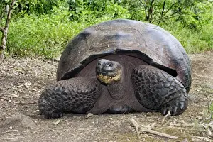 Giant Tortoise - On ground