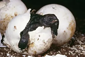 Giant Tortoise HDD 01 Hatching, Galapagos Islands. Testudo elephantopus © Hans D. Dossenbach / ardea. com