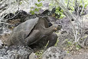 Giant Tortoise - Intermediate shape between Dome shape and Saddle Back Shape. San Cristobal Island - Galapagos Islands