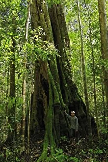 Images Dated 13th November 2008: Giant tree - with man standing beside to show scale