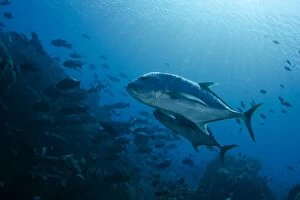 Bowl Gallery: Giant Trevally Fish Bowl dive site Gili Lawa Laut