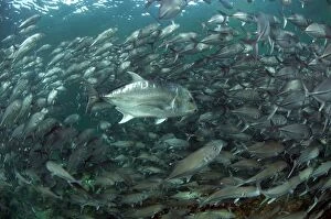 Giant Trevally in front of school of Bigeye Trevally