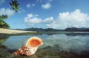 <b class=qtipBold><figcaption>Giant Triton Shell</figcaption></b><br>JPF-8849 GIANT TRITON SHELL Fiji Charoura tritoucs Jean Paul Ferrero Please note that prints are personal display purposes only and may not be reproduced in any way.<br><em>© Ardea - All Rights Reserved</em> Giant Triton Shell