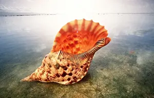 Tranquillity Prints: GIANT TRITON SHELL - ON BEACH