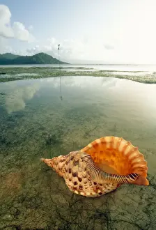 Shell Prints: Giant Triton Shell JPF 8848 Matagi Island