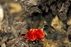 Images Dated 27th November 2011: Giant Velvet Mite - foraging after rain