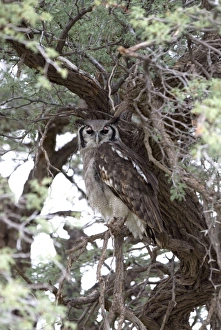 Images Dated 18th March 2008: Giant / Verreaux's Eagle Owl - Roosting. Endemic in sub-Saharan Africa in savanna and woodland