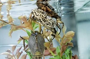 Giant Water Bug - Hemiptera. Males carry eggs on back