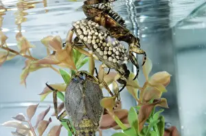Nuture Prints: Giant Water Bug - Hemiptera. Males carry eggs on back. Streams of California, USA