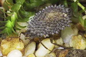 Giant Water Bug - Male with Eggs on Back - Family Belostomatidae - Females lay their eggs on the back of the male which carries them around until they hatch