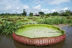 Waterlily Prints: Giant Water Lily