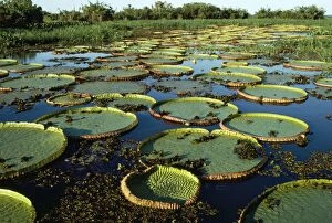 Images Dated 9th September 2009: Giant Water Lily Brazil