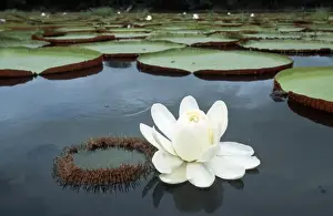 Floating Prints: Giant Water Lily FG 12080 Rupununi region