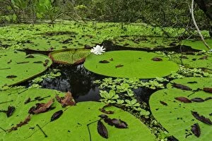 Lilies Gallery: Giant Water Lily, flooded forest, Amazon, Mamiraua