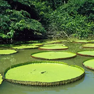 Giant Water Lily Guyana, South America