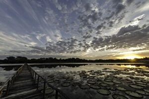 Amazonica Gallery: Giant Water Lily Pads with wooden pier at sunrise