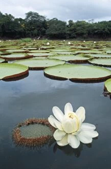 Images Dated 17th December 2009: Giant Waterlily - Rupununi region Amazon Basin Guyana South America