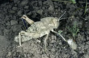 Grasshoppers Prints: Giant Wingless Grasshopper - Kopetdag mountains - Turkmenistan - spring - April Tm31. 0510