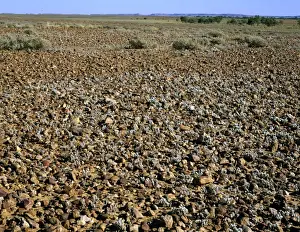 Gibber / Stony desert Sturt National Park, far western New South Wales, Australia JPF44375