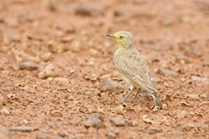 Images Dated 9th March 2009: Gibberbird / Desert Chat - Near drying ephemeral water on the Simpson Desert road that runs