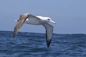 Gibson's Albatross - in flight over sea - offshore from Kaikoura, South Island, New Zealand. Some authorities consider Gibson's Albatross to be a subspecies of the Wandering Albatross so Diomedea exulans gibsoni