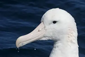 South Island Prints: Gibson's Albatross - offshore from Kaikoura
