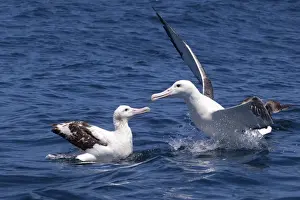 South Island Prints: Gibson's Albatross - on the water - the size difference of these two birds is marked