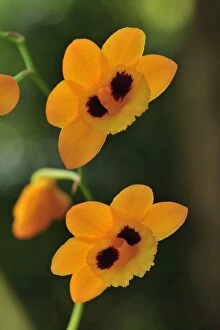 Gibsons Dendrobium Orchid