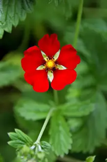 Variety Prints: Gibson's Scarket - Flowers produced throughout the summer by this upright perennial