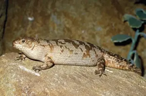 Skinks Prints: Gidgee Skink - on rock Australia