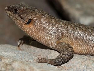 Images Dated 20th January 2007: Gidgee Skink, rocky areas in mountains of Australia