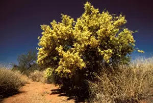 Gidgee Wattle - in full flower. near Oodnadatta, South Australia RMS01062