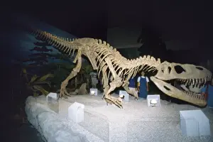 Reconstructions Prints: Gigantosaurus Dinosaur Skeleton - Argentina