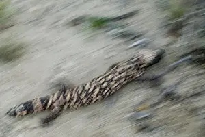 Blurred Prints: Gila Monster -Arizona