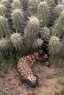 Gila Monster -Arizona-One of only two venomous lizards in the world-protected species-in Saguaro cactus boot'- delivers venom through grooved teeth- feeds on ground nesting birds and small mammals - spends much time in burrows