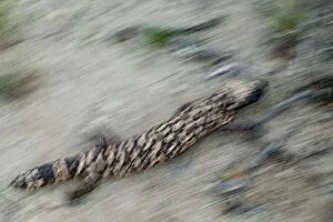 Images Dated 19th April 2004: Gila Monster -Arizona, USA -One of only two venomous lizards in the world-protected species