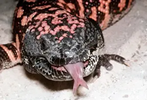 Poisonous Prints: Gila Monster CLA 329 Heloderma suspectum - South-Western USA © Mary Clay ARDEA LONDON