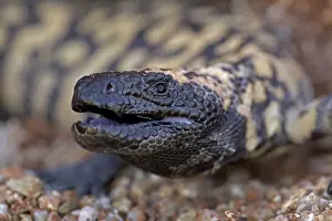 Gila Monster - defensive reaction - Sonoran desert - Arizona - USA