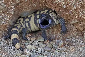 Gila Monster - defensive reaction - Sonoran desert - Arizona - USA