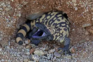 Gila Monster - defensive reaction - Sonoran desert - Arizona - USA
