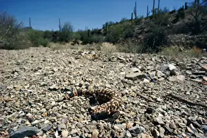 Gila Monster - in desert habitat