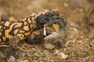 Images Dated 30th August 2006: Gila Monster - Eating a mouse, delivers venom through