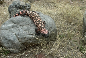 Images Dated 4th May 2007: Gila Monster On rock Sonoran Desert, Arizona