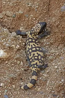 Gila Monster - Sonoran desert - Arizona - USA
